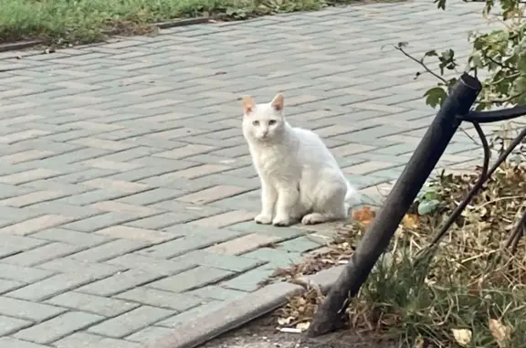 Потерянная кошка ищет дом на пр. Ленина, Нижний Новгород