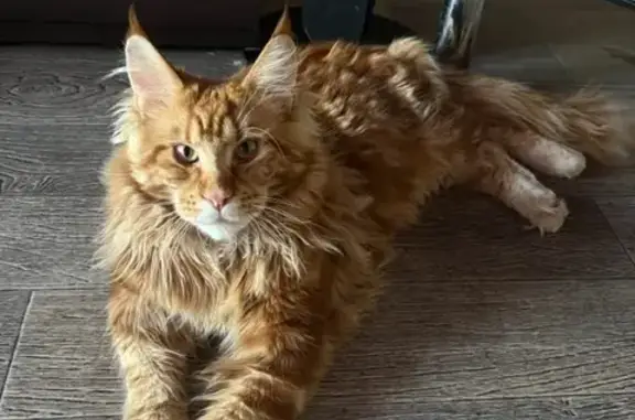 Пропала кошка: рыжий кот, Магнитогорск