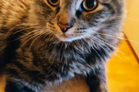 Кошки потеряшки, Санкт-Петербург, фото: Потеряшка кошка Тигруля на Шереметьевской