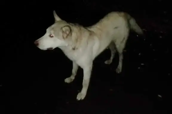 Найдена собака в Мурманске, ищет дом или передержку