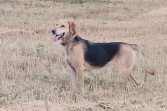 Пропала собака в поселке Снегири, Воронежская обл.