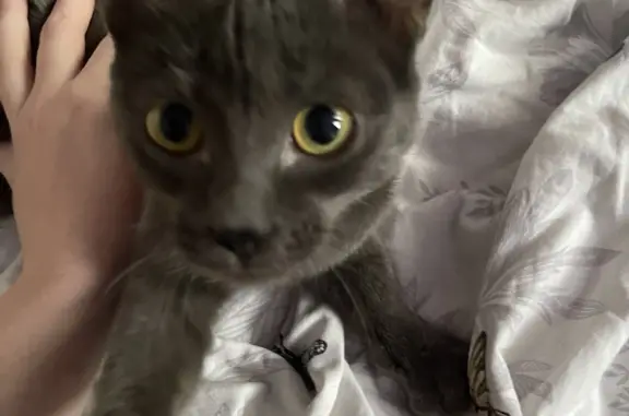 Найдена серая кошка на Энтузиастов, 26А, Екатеринбург