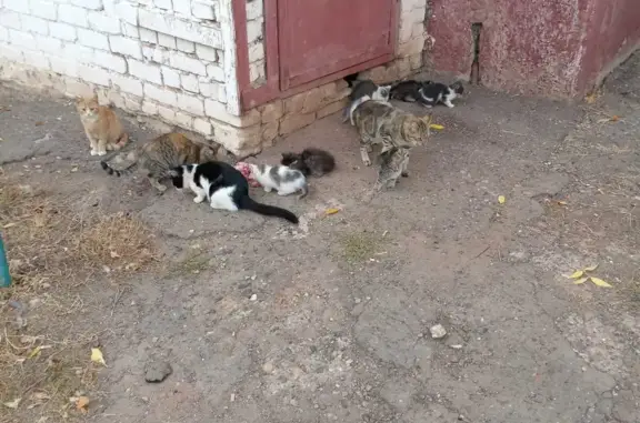 Кошка с котятами найдена на Знаменском, д. 7