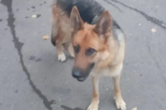 Собака на Актайской улице, Казань, 17
