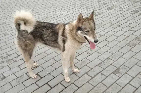 Пропала собака на Советской улице, 205/2, Бийск