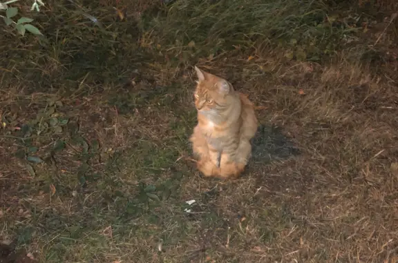 Найдена кошка на пр-те Вернадского, 52, Москва