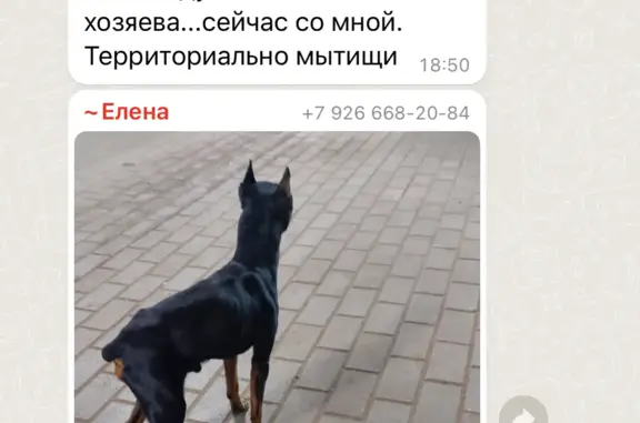 Собака Цвергпинчер найдена в Шараповском проезде, Мытищи