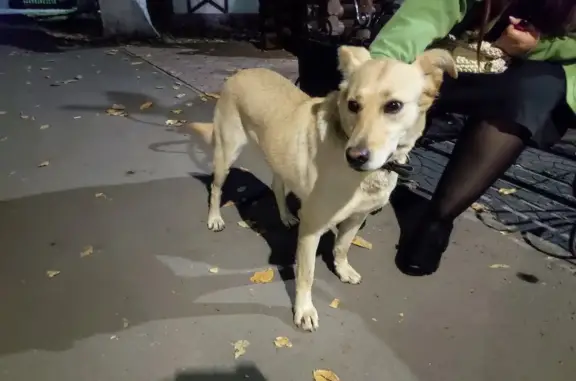 Найдена собака на пр. Нариманова, 76, Ульяновск