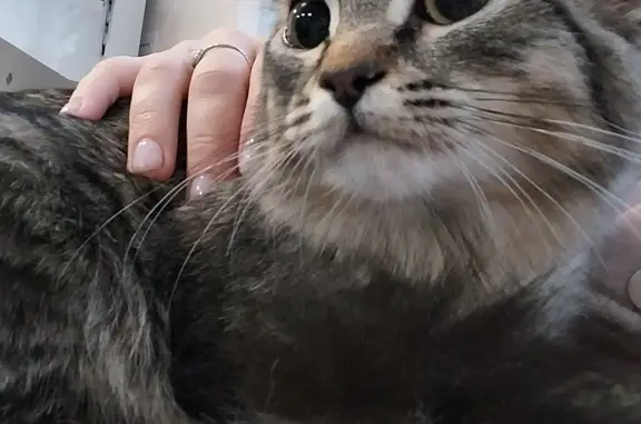 Кошки потеряшки, Пенза, фото: Потеряшка кошка в Кривозерье, ул. Суматовка, 23, Пенза