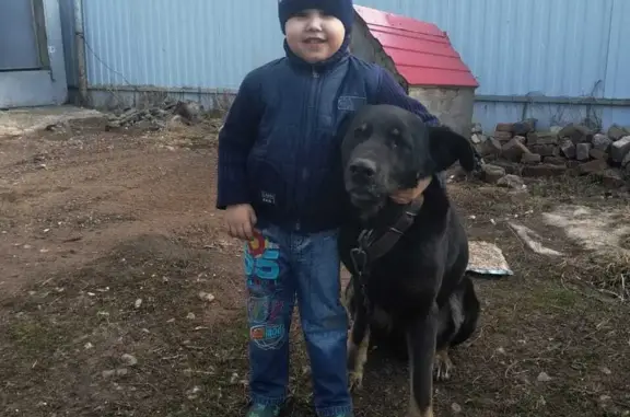 Пропала собака Мальчик в Башкортостане