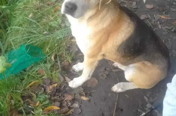 Найдена собака возле моста в деревне Гать, Орловская область