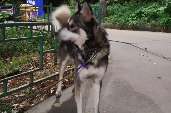 Найдена собака: ул. Фрунзе, Нижний Новгород