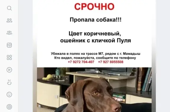 Пропала собака на ул. Горького, 44, Мамадыш
