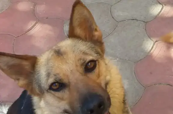 Пропала собака Эльза в 204 квартале г.Ставрополя, ул. Севрюкова, 55