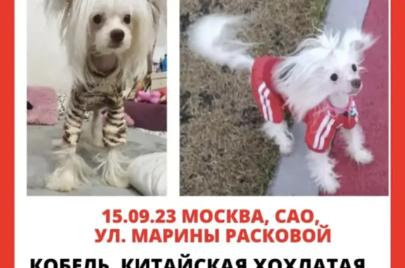 Пропала собака в Москве, вознаграждение!