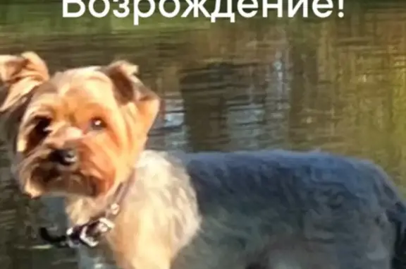 Пропала собака на Кичкилейке, Засечный сельсовет