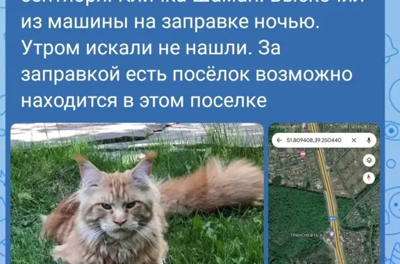 Пропала кошка на трассе Дон4, Воронежская обл.