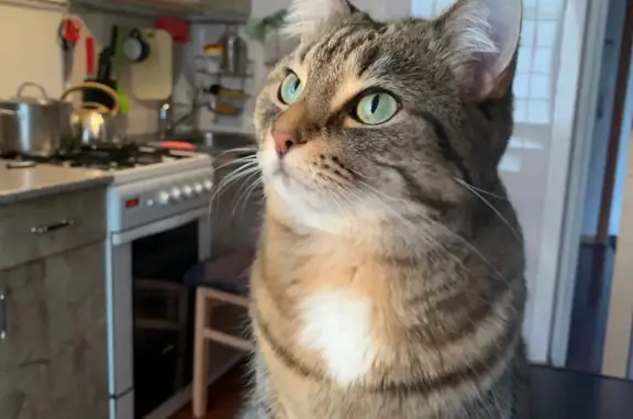 Кошки потеряшки, Санкт-Петербург, фото: Потеряшка кошка Туся, пр. Металлистов 82, СПб