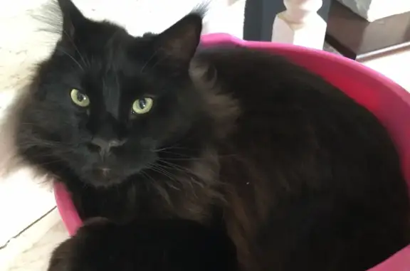 Потерянные животные Тверь, фото: Пропала кошка Пол, чёрный, глаза зелёно-жёлтые, адрес: ул. Комарова 12, Тверь