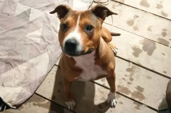 Найдена собака, Ростов-на-Дону, фото: Найдена собака, ул. Петренко, Ростов-на-Дону