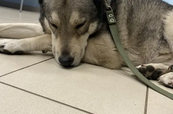 Собака Метис найдена в магазине Окей на Маршала Жукова