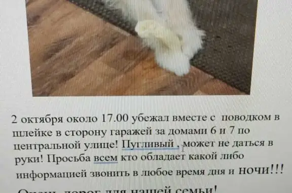 Пропала собака Мальчик в Сынково, Московская область
