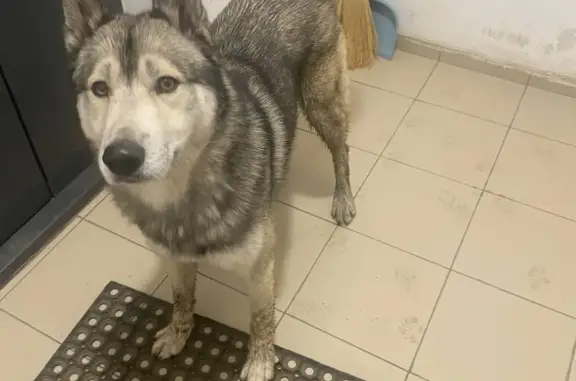 Найдена собака Кобель без ошейника, Красноярск