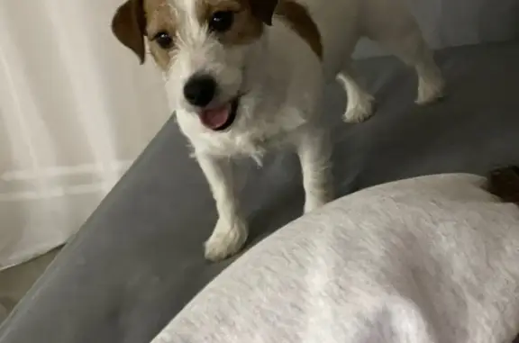 Собаки потеряшки, , фото: Потеряшка собака в ДНТ 