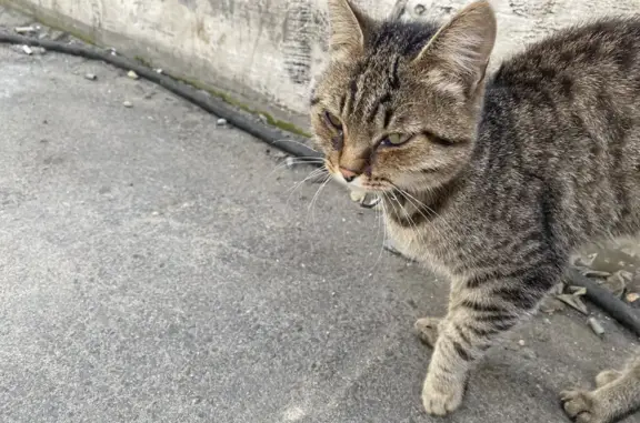Найдена кошка на Павловском тракте 313К, Барнаул