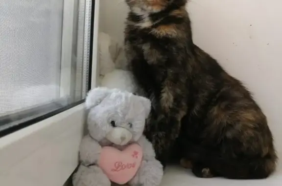 Найдена кошка в Оренбурге, ищем хозяев