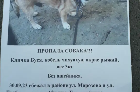 Пропала собака в Украинском переулке, Таганрог