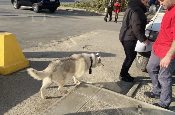 Собака Хаски найдена возле лицея в Томске