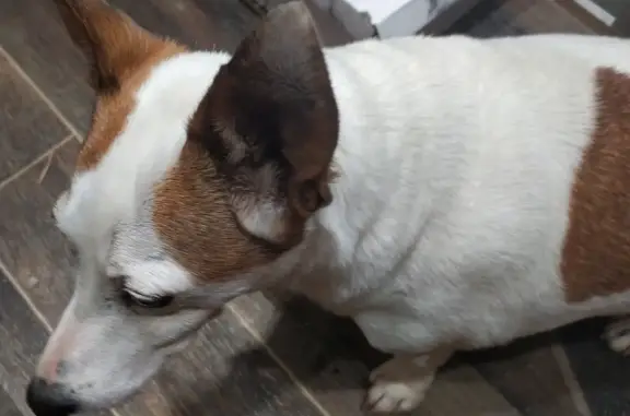 Найдена собака в Зеленоградском, ищем хозяина