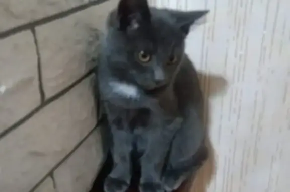 Пропала кошка Мальчик в Обь, Новосибирская обл.