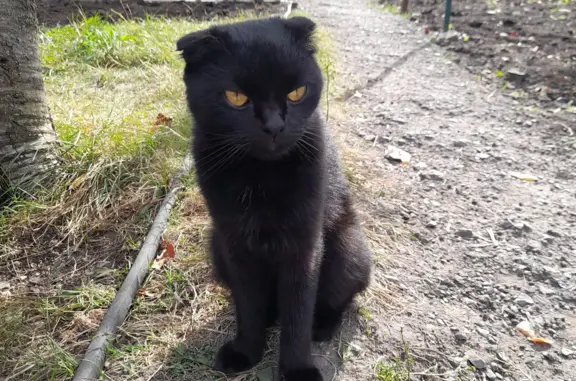 Найдена кошка, ул. Антонова, Пенза