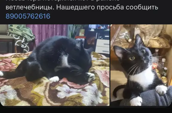 Пропала кошка: ул. Гоголя, 104, Киров