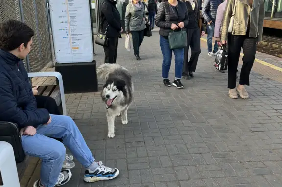 Найдена собака на станции Сколково, проспект Багратиона, Москва