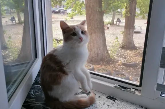 Найден рыжо-белый котенок, ул. Гагарина 62, Самара