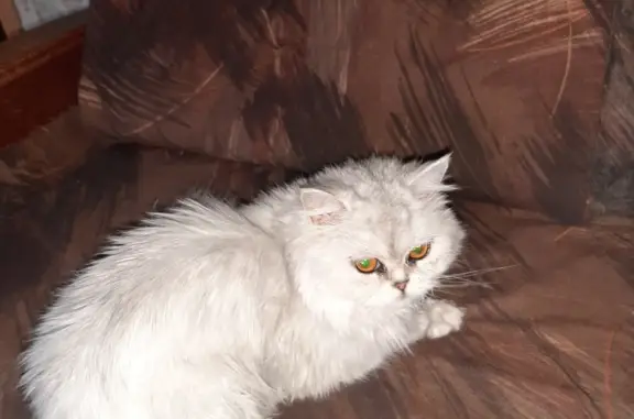 Найдена кошка Пушистая на Кировоградской улице, Москва