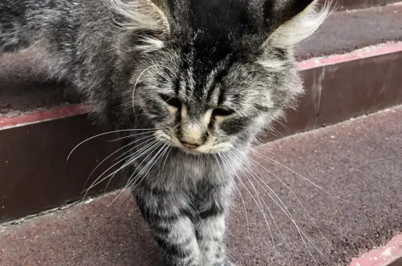 Кошка найдена в Ставрополе, площадь Ленина, 1