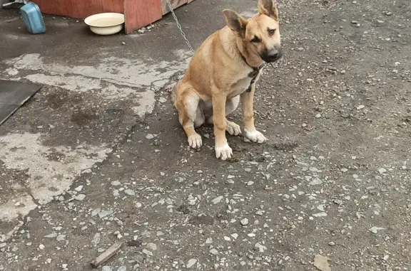 Пропала собака Лара, ул. Карпинского, Пермь