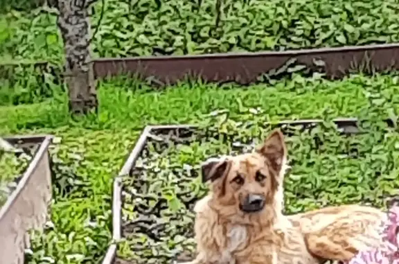 Найдена симпатичная рыжая собака в Деревне Прудки, Калужская область