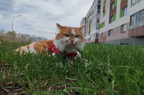 Пропала кошка: Кот бело-рыжий, выбежал на Широкореченскую улицу