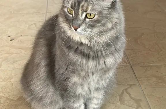 Пропала кошка Метис сибирской кошки, ул. Чехова, Домодедово