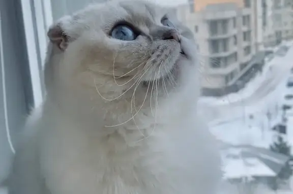 Объявления о пропавших и найденных животных, , фото: Пропала кошка, ул. Батурина, 87, Сімферополь