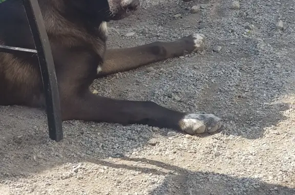 Пропала собака в Хабаровске, окрас шоколадный, белая грудь