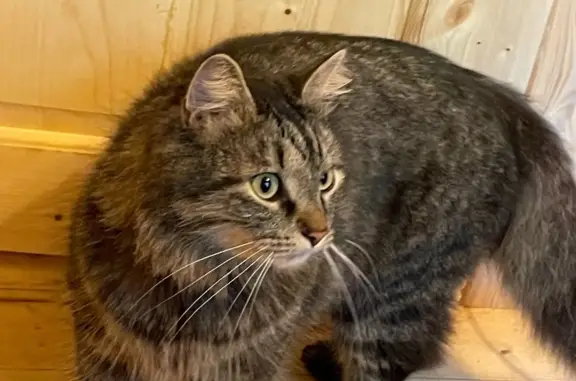 Кошки потеряшки, Санкт-Петербург, фото: Потеряшка кошка Тигруля, СПб, Шереметьевская 33
