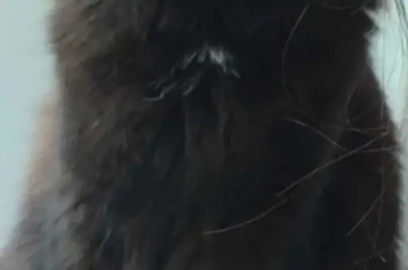 Кошки потеряшки, Санкт-Петербург, фото: Потеряшка кот на Северном проспекте, 34 к6, СПб