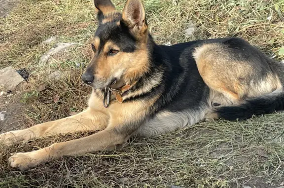 Найдена собака в Казани