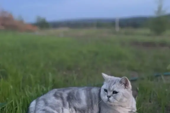 Пропала кошка в Канабеково, Пермский край.